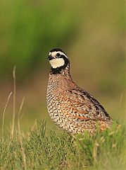 Northern Bobwhite